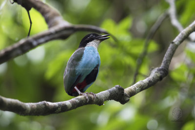 Pitta, Steere's aka Azure-breasted Pitta (Pitta steerii)