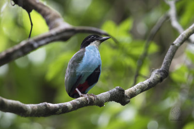 Pitta, Steere's aka Azure-breasted Pitta (Pitta steerii)