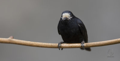 White-fronted Tit (Parus semilarvatus)