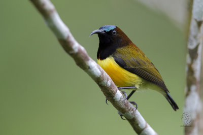 Maroon-naped Sunbird (male) (Aethopyga guimarasensis)