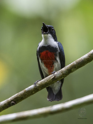Visayan Flowerpecker aka Black-belted Flowerpecker (Dicaeum haematostictum)