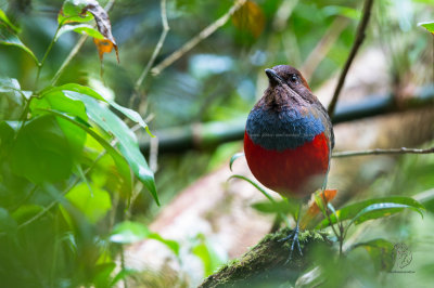Whiskered Pitta (Pitta kochi)