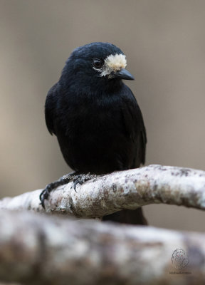 White-fronted Tit (Parus semilarvatus)