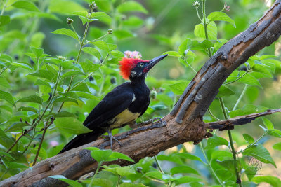 White-bellied Woodpecker (male) (Dryocopus javensis)