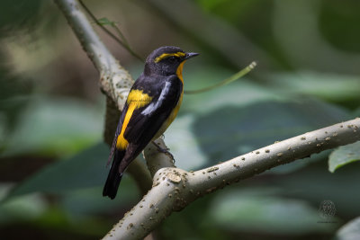 Narcissus Flycatcher (male) <i>(Ficedula narcissina)<i/>