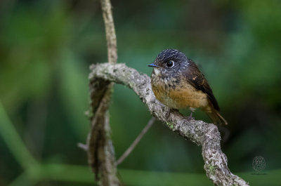 Ferruginous Flycatcher (Muscicapa ferruginea)