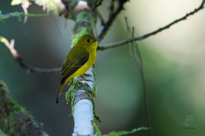 Citrine Canary-Flycatcher (Culicicapa helianthea)