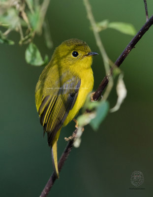 Citrine Canary-Flycatcher (Culicicapa helianthea)