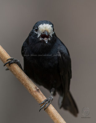 White-fronted Tit (Parus semilarvatus)