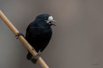 White-fronted Tit (Parus semilarvatus)