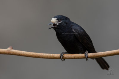 White-fronted Tit (Parus semilarvatus)