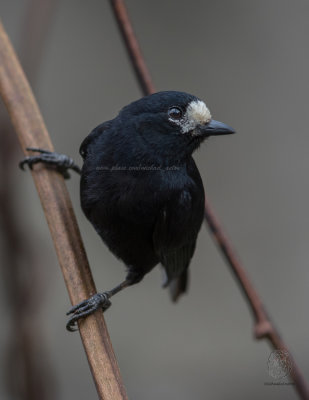 White-fronted Tit (Parus semilarvatus)