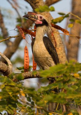 Luzon Hornbill (male) (Penelopides manillae)