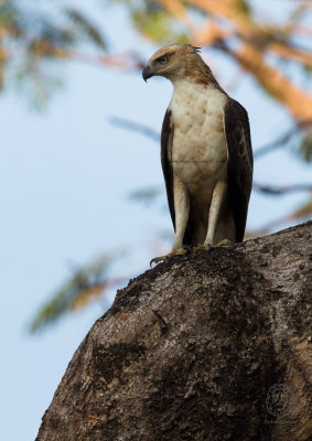 Philippine Hawk-Eagle (Nisaetus philippensis)