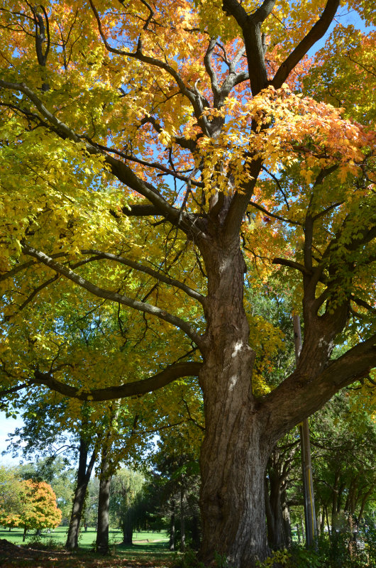 Fall tree.jpg