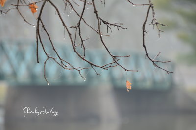 Trees and flowers