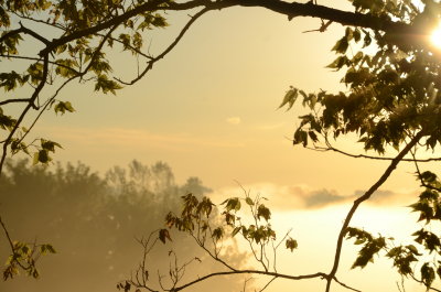 Sky and Field of Gold.JPG