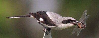 Loggerhead Shrike Catching A Dragonfly In Flight