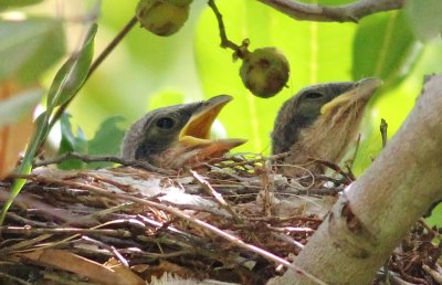 Loggerhead Shrike Chicks