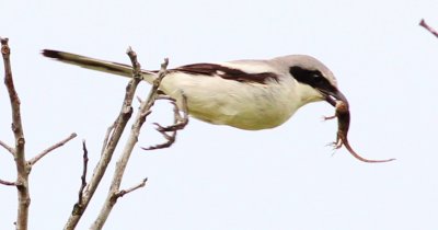 Loggerhead Shrike diveing down to it's nest feed!
