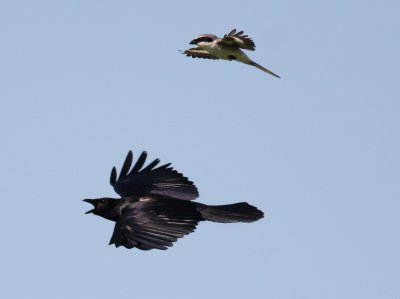 Loggerhead Shrike (chasing a boat tailed Grackle!)