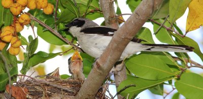 Loggerhead Shrike Feeding A Praying Mantis To Its Chick!