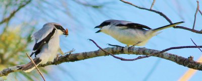Loggerhead Shrikes (Offering a treat to its mate)