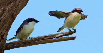 Loggerhead Shrike's, Life Story In Pictures  by Philip S Rathner at (pbase.com)