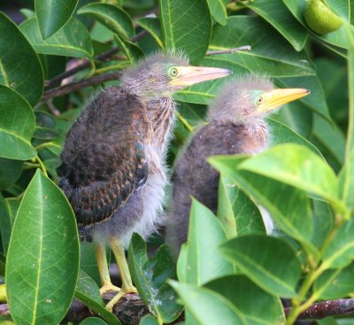 Green Heron Fledglings