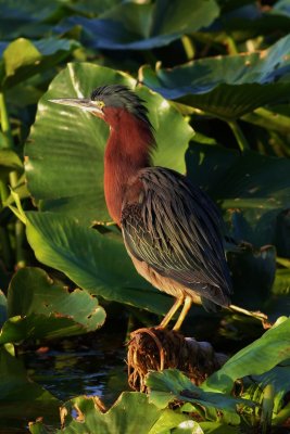 Green Herons nesting cycle, Than see the little Green Heron escape death! 