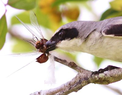 Loggerhead Shrike Impailing A Dragonfly