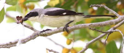 Loggerhead Shrike Impailing A Dragonfly