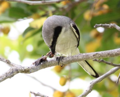 Loggerhead Shrike (munching on a dragonfly)