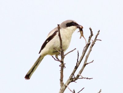 Loggerhead Shrike (with a Anole)