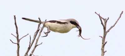 Loggerhead Shrike (diving down to impale Anole)