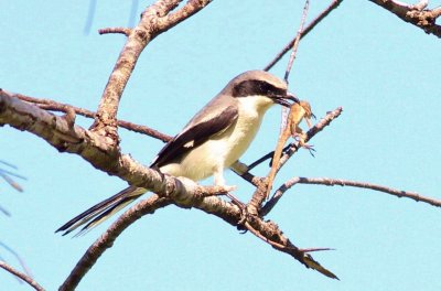 Loggerhead Shrike (preparing to impale a Anole)