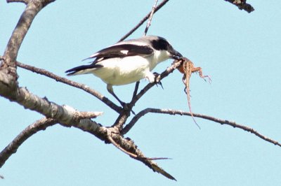 Loggerhead Shrike ( impailing an Anole)