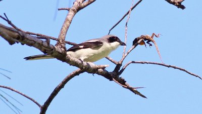 Loggerhead Shrike (after impailing a Anole)