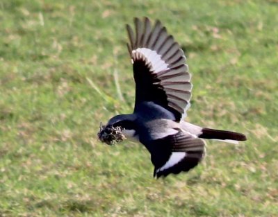 Loggerhead Shrike in flight with nesting material! 