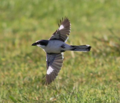 Loggerhead Shrike in flight!