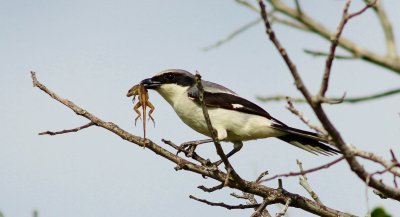 Loggerhead Shrike about to impale a gecko!