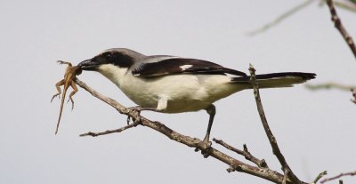 Loggerhead Shrike (preparing to impale a Gecko)