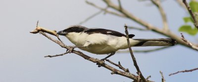 Loggerhead Shrike (impaleing a Gecko)
