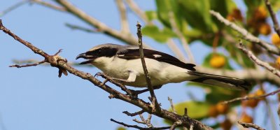 Loggerhead Shrike (impaleing a Gecke)