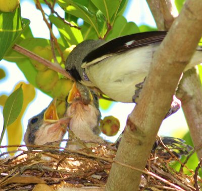 Loggerhead Shrike (Feeding a caterpillar to its chicks)