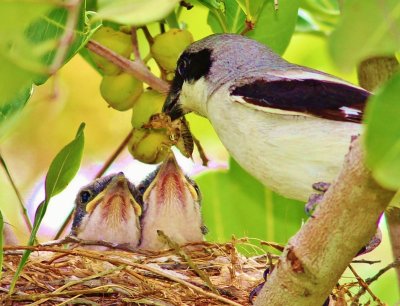 Loggerhead Shrike(feeding a mole cricket to its chicks)