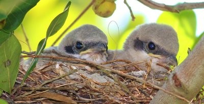 Loggerhead Shrike Chicks