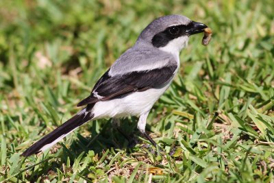 Loggerhead Shrike (catching caterpillars)