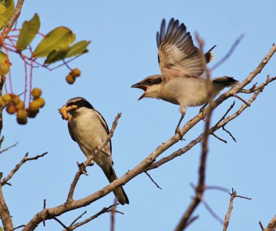 Loggerhead Shrike going to feed its fledgling part of a frog!