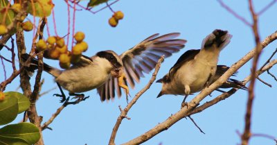 Loggerhead Shrike feeding its fledgling part if a frog!